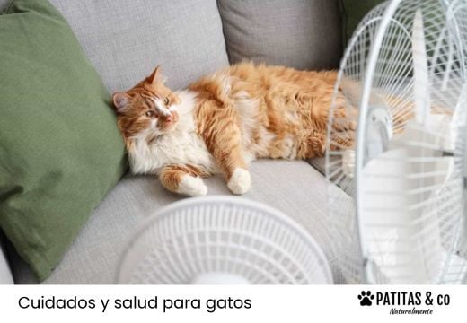 ¿Cómo saber si tu gato tiene calor? Síntomas y consejos para refrescarle
