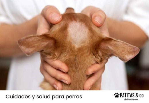 Calvas en perros: por qué aparecen y qué puedes hacer