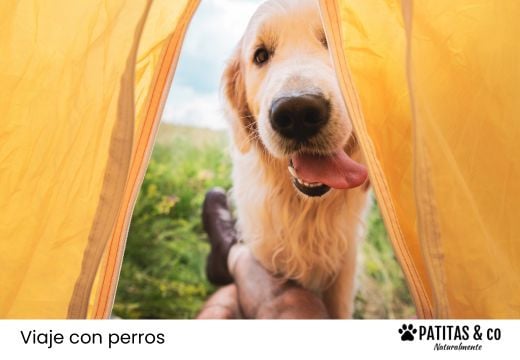 Los mejores campings pet friendly para ir con tu perro