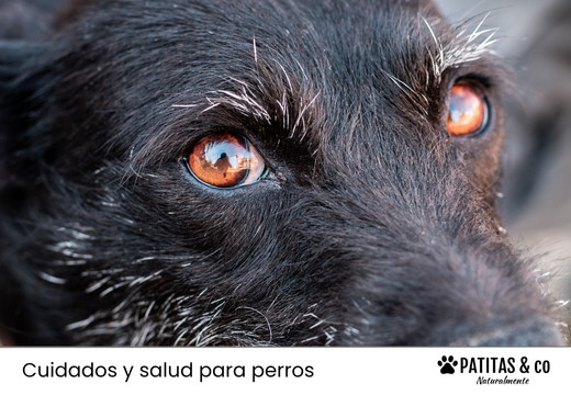 Cataratas en perros: causas, síntomas y tratamiento