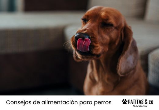 Recetas fáciles de comida casera para tu perro
