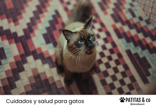 ¿Como calmar a un gato asustado, hiperactivo o en celo?