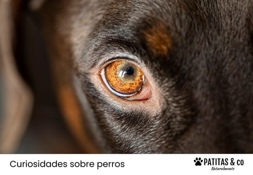 ¿Cómo ven los perros?