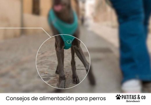 ¿Cuál es el mejor condroprotector para perros? Análisis y comparativa