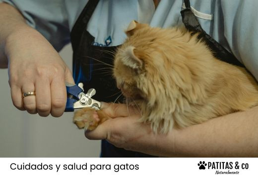 Cómo cortar las uñas a un gato