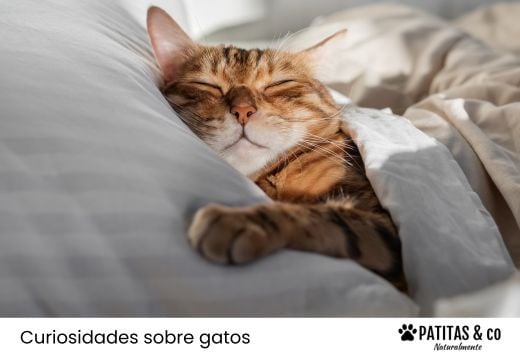 ¿Los gatos sueñan? Curiosidades que revelan su mundo interior
