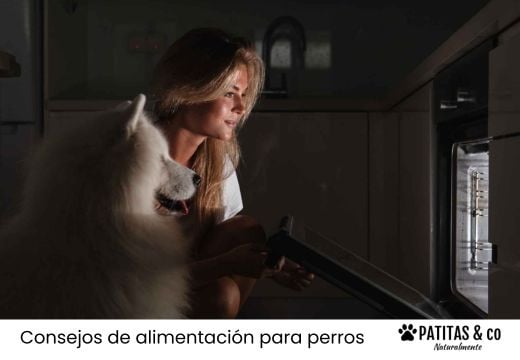 ¿Cómo preparar en casa snacks deshidratados para perros?