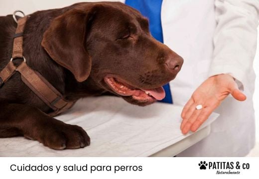 Desparasitación interna para perros: ¿cómo funciona la pastilla antiparasitaria?