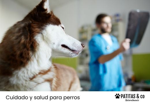 Edema pulmonar en perros: causas, síntomas y qué esperar del tratamiento