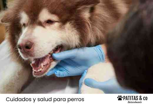 Color de las encías en perros: qué revela sobre su salud