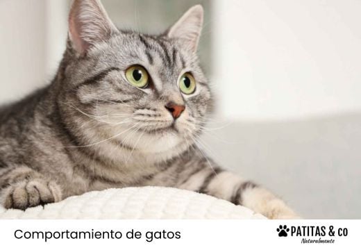 ¿Cómo usar las feromonas para gatos y evitar los errores más comunes?