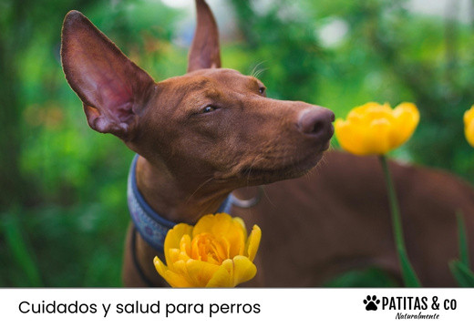 Plantas tóxicas para tu perro: aprende a identificarlas y evita riesgos