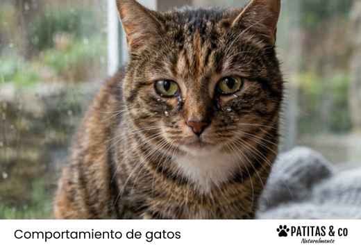 ¿Los gatos lloran? Mitos, causas y cuándo ir al veterinario