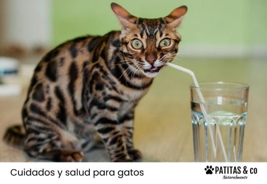 Mi gato no bebe agua: causas, señales de alerta y soluciones