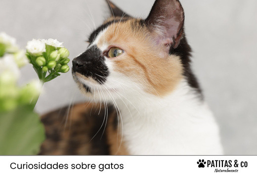 Gato calicó o gato tricolor: una belleza única llena de curiosidades