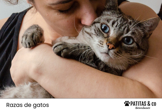 Las razas de gatos más cariñosos (aunque todos lo son a su manera)