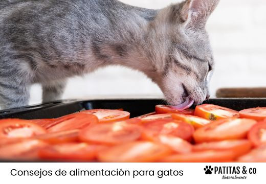 ¿Los gatos puede comer tomate?