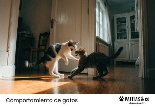 ¿Por qué se pelean mis gatos y cómo puedo evitarlo?