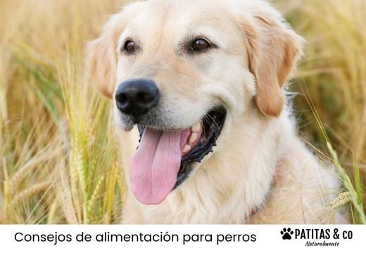 El gluten en la comida para perros: ¿mito o problema real?