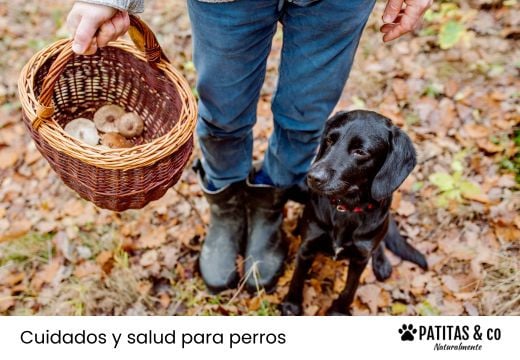 Hongos medicinales para perros: qué son y cuándo usarlos