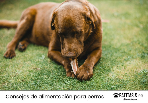 ¿Es bueno o malo dar huesos a los perros?