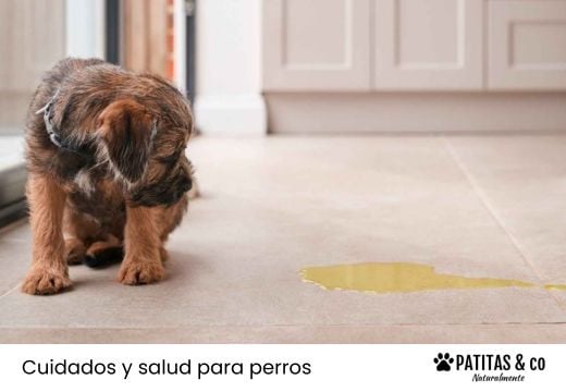 Incontinencia urinaria en perros: causas, diagnóstico y tratamiento