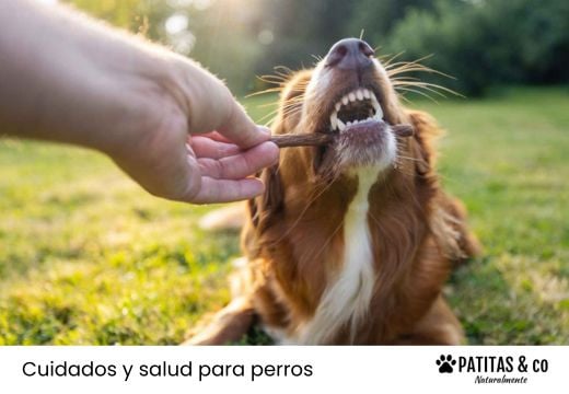 Los juguetes más peligrosos para perros (y alternativas seguras)