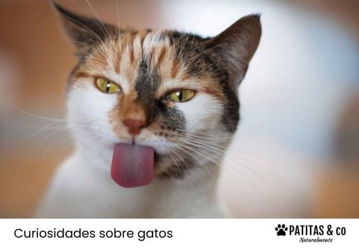 La lengua de los gatos: características, color y curiosidades