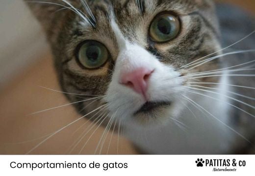 ¿Cómo entender el lenguaje corporal de los gatos? Señales y significado