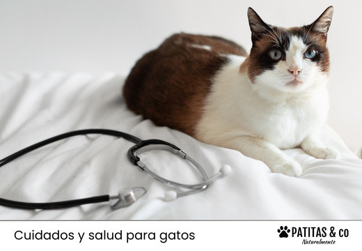 Lombrices en gatos: tipos y tratamiento