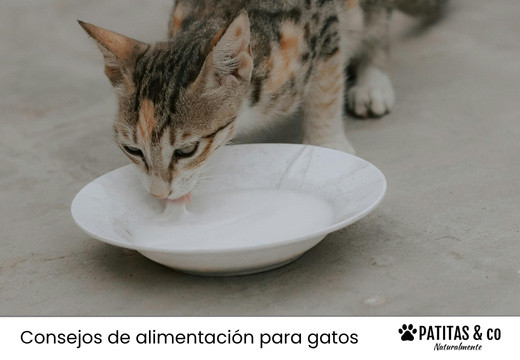 ¿Se le puede dar leche a los gatos? Te lo explicamos