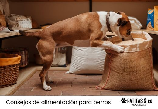 ¿los perros pueden comer arroz?