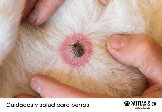 Enfermedad de Lyme en perros: Aprende a actuar a tiempo
