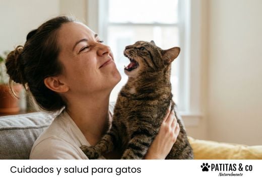 Mal aliento en gatos: causas y qué hacer para solucionarlo