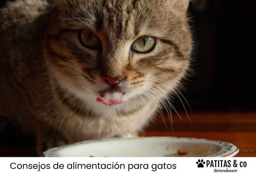 Mejores marcas de comida para gatos: Análisis y comparativa