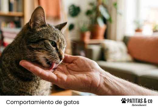 ¿Por qué mi gato me lame? Significado y cuándo no es normal