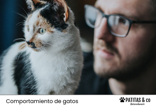 ¿Por qué tu gato te sigue a todas partes? Señales de su amor incondicional