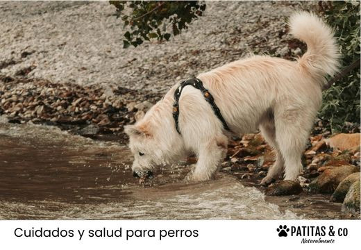 ¿Por qué mi perro bebe mucha agua?