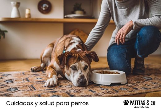 ¿Cuanto tiempo puede estar un perro sin comer? qué hacer si no quiere comer ni beber