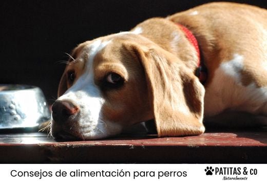 ¿Qué dar de comer a un perro con anemia?