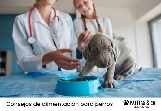 Alimentación en perros y gatos hospitalizados: qué necesitan para recuperarse