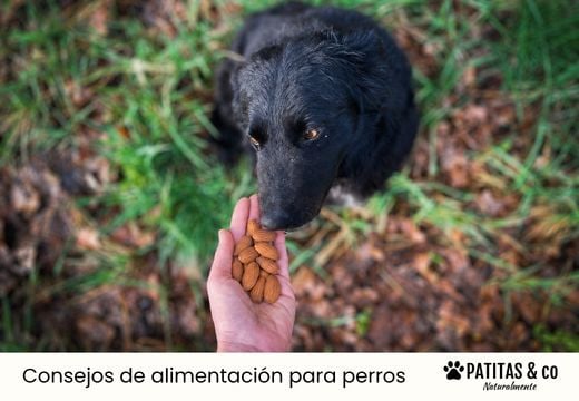 ¿Los perros pueden comer almendras?