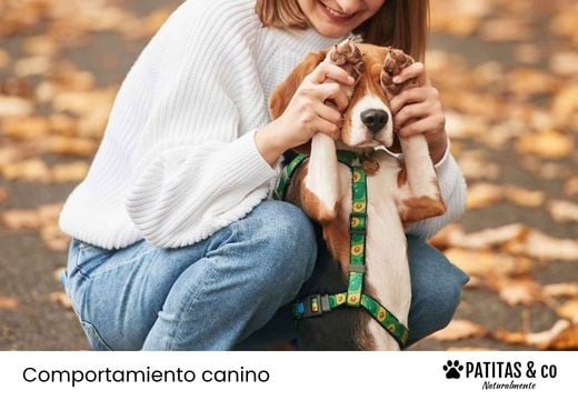 Arneses para perros que pueden hacer daño: ¿Cuáles evitar?