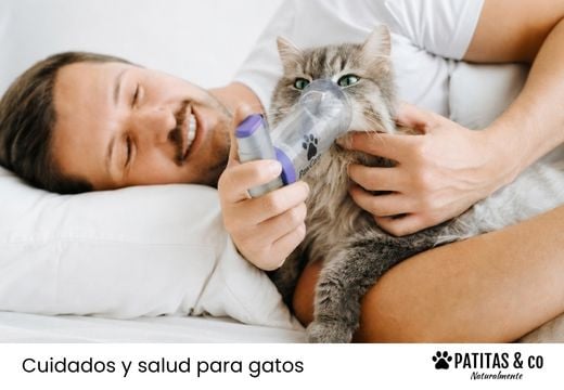 Asma felina: cómo reconocer los síntomas y ayudar a tu gato