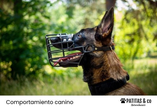 ¿Qué perros están obligados a usar bozal en España?