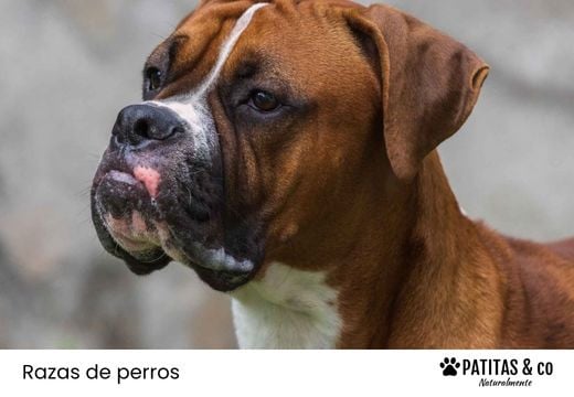 Razas de perros braquicéfalos: características y cuidados esenciales