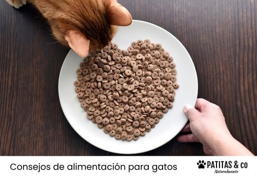 ¿La comida sin cereales es mejor para los gatos?