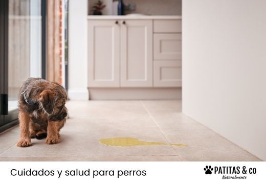 ¿Tu perro tiene cistitis? Síntomas, tratamiento y qué hacer
