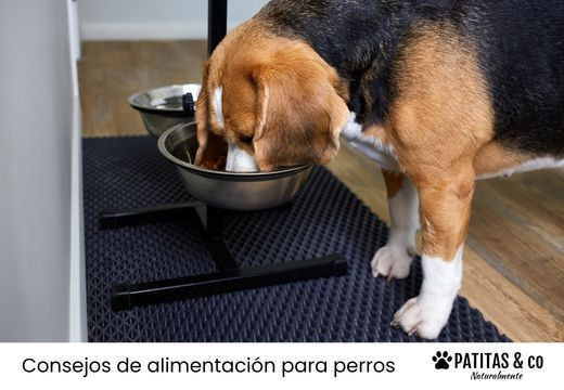¿Es mejor que los perros coman en un lugar elevado o en el suelo?