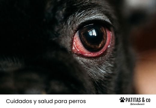 ¿Mi perro tiene conjuntivitis? Síntomas, causas y cómo ayudarle